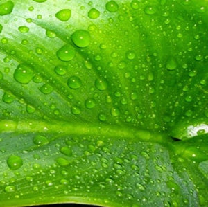 Sève de Belle Plante - Nutrition Stimulation (sur commande)