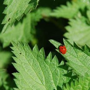 Orties Séchées - Complément Alimentaire Naturel Riche Ongles Peau Cheveux